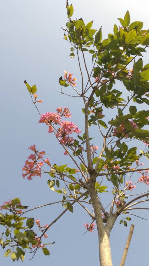 花瓣是粉红色的,花的中央是黄的 中文名称:洋红风铃木,粉红风铃木 学